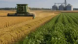 Arkansas rice acreage falls below 1 million acres as farmers cut losses